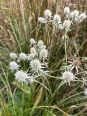 Eryngium aquaticum