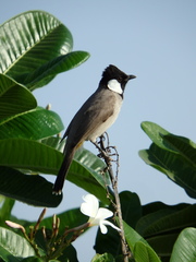 Pycnonotus leucotis