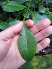 Laureliopsis philippiana