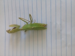 Stagmatoptera femoralis