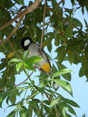 Pycnonotus leucotis