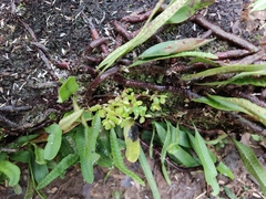 Angiospermae