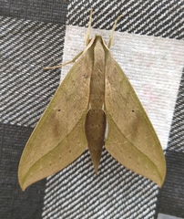 Xylophanes anubus