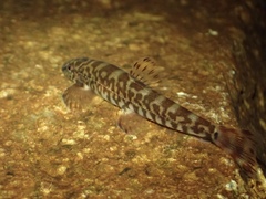 Liniparhomaloptera disparis