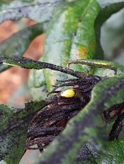 Pseudoneuroterus saliens