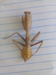 Stagmatoptera femoralis
