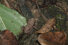 Eleutherodactylus pallidus