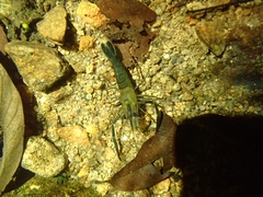 Macrobrachium vietnamiense