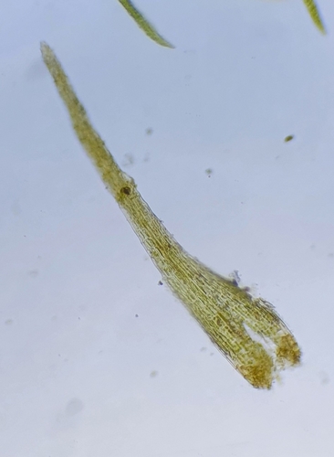Image of Seligeria paucifolia by no rights reserved