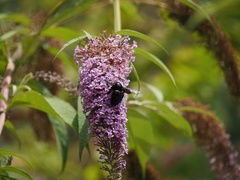 Buddleja davidii