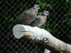 Streptopelia senegalensis