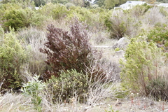 Dodonaea viscosa angustifolia