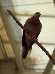 Streptopelia senegalensis