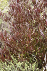 Dodonaea viscosa angustifolia