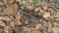 Calliptamus italicus