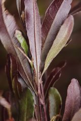 Dodonaea viscosa angustifolia