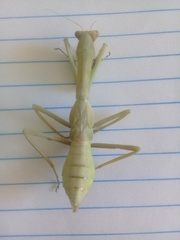 Stagmatoptera femoralis