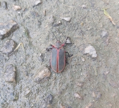 Mecistomela marginata