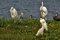 Egretta garzetta