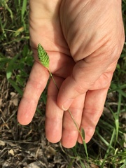 Phalaris caroliniana