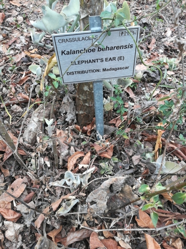 Image of Kalanchoe beharensis by (c) Noeleen du Toit, some rights reserved (CC BY-SA)