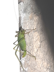 Leptophyes punctatissima