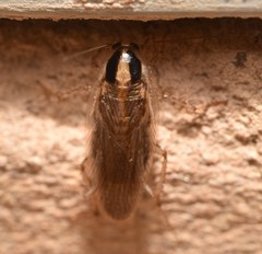 Blattella vaga