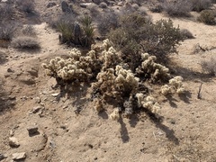 Cylindropuntia chuckwallensis