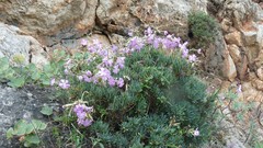 Dianthus rupicola