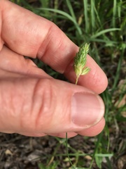 Phalaris caroliniana