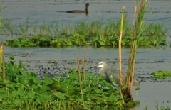 Egretta garzetta