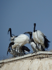 Threskiornis aethiopicus