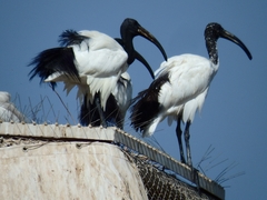 Threskiornis aethiopicus