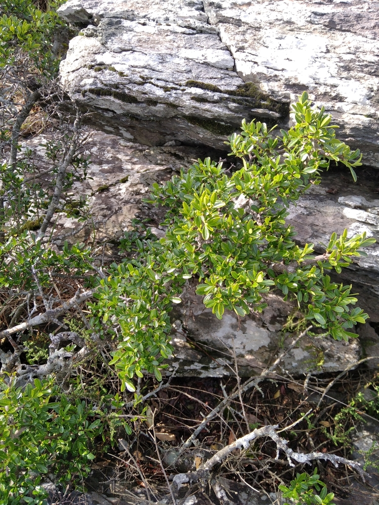 Erythroxylum microphyllum