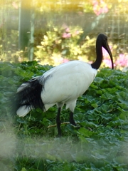 Threskiornis aethiopicus