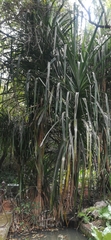 Pandanus livingstonianus