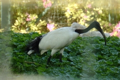 Threskiornis aethiopicus