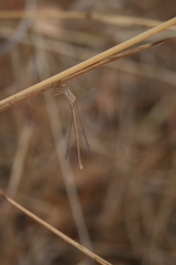 Lestes pallidus