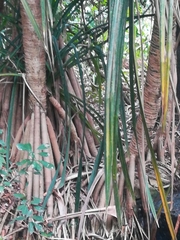 Pandanus livingstonianus