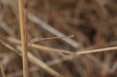 Lestes pallidus