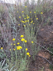 Eriophyllum confertiflorum