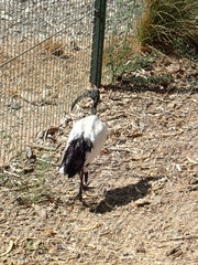 Threskiornis aethiopicus