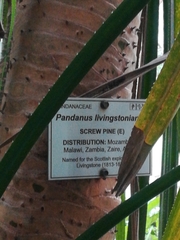 Pandanus livingstonianus