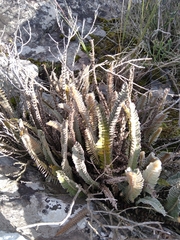 Pleopeltis lepidopteris