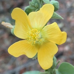 Abutilon angulatum