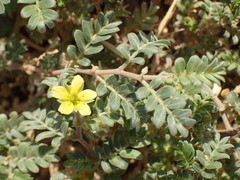 Tribulus terrestris
