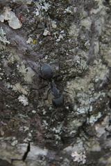 Camponotus eugeniae