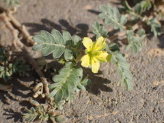 Tribulus terrestris