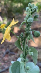 Abutilon angulatum