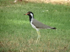 Vanellus indicus